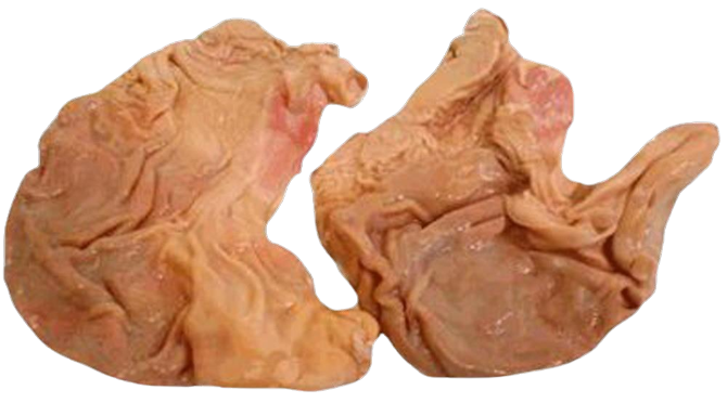 Fuchs - Schweine-Magen, offen, 1 Stück Fuchs - Schweine-Magen, offen, 1 Stück