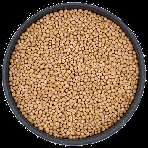 Senfkörner ganz Senfkörner ganz, 1 kg Beutel