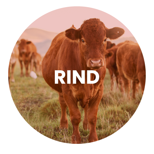 rind5