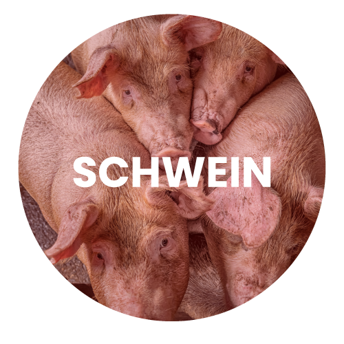 schwein5