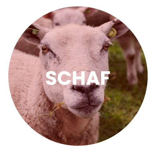 schaf